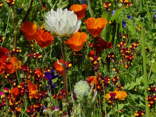 Royal Botanic Garden Edinburgh by null