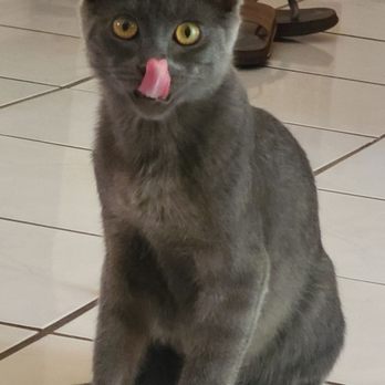Catmandoo Rescue - Bruce - Pet Adoption Near Me - Hawthorne, California