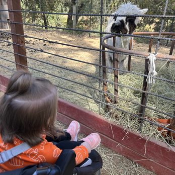 Fog Willow Farms - Attraction Farms Near Me - Wilton, California Fog Willow Farms - Attraction Farms Near Me - Wilton, California
