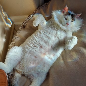 Carolyn's Mobile Cat Grooming - We miss you big boy! - Pet Groomers Near Me