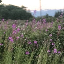 seaview vacation rental - The wildflowers in the front yard.