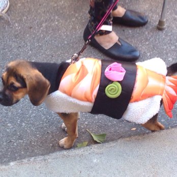 Spooky Paws - Festivals Near Me Spooky Paws - Festivals Near Me