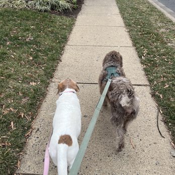 Tail Wagging Dog Services - Group walks with our neighbor Coco - Dog Walkers Near Me Tail Wagging Dog Services - Group walks with our neighbor Coco - Dog Walkers Near Me