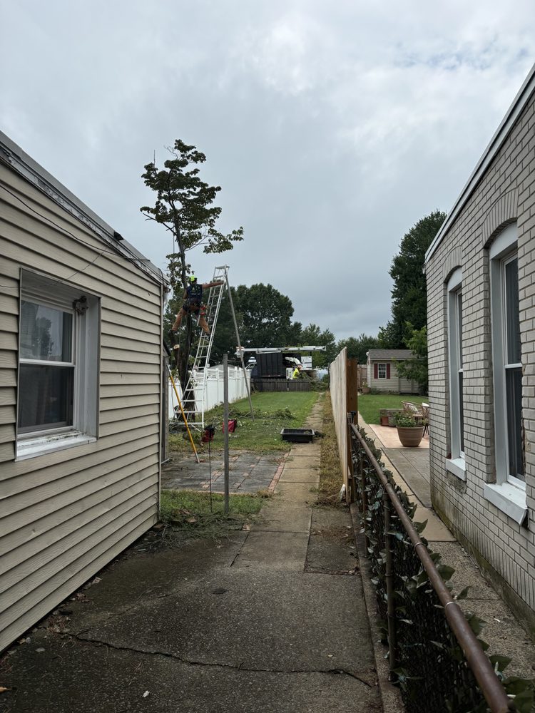 integriTree - tree service in Columbia, PA