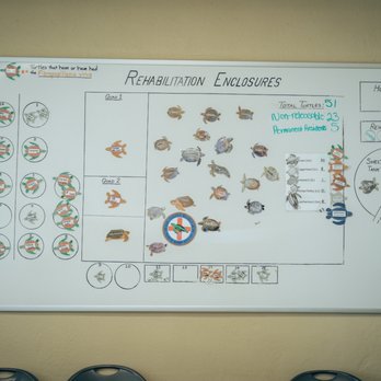 The Turtle Hospital - Wall of current turtles at facility - Veterinarians Near Me - Marathon, Florida The Turtle Hospital - Wall of current turtles at facility - Veterinarians Near Me - Marathon, Florida