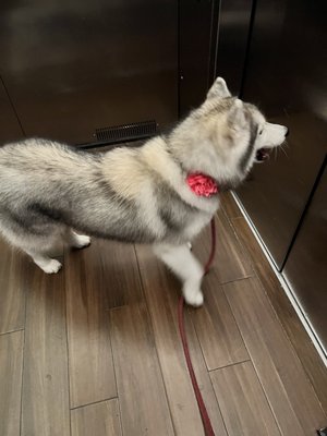 City Bark Miami by null