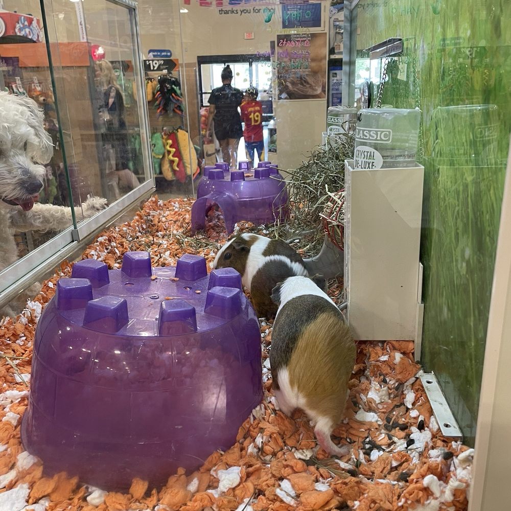 PetSmart - Guinea pigs - Pet Groomers Near Me - Pasadena, Texas PetSmart - Guinea pigs - Pet Groomers Near Me - Pasadena, Texas