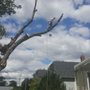 Photo of Chuck D's Tree Service