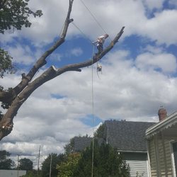 Chuck D's Tree Service - Removal of dead box elder tree