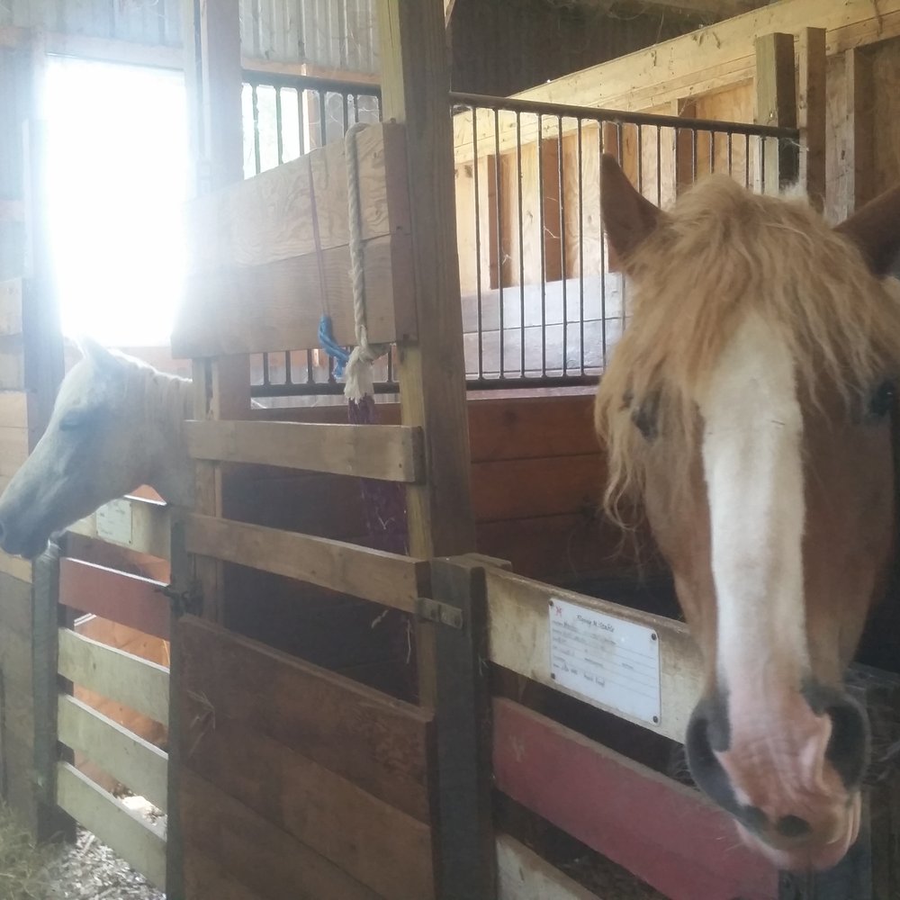 Flying M Stable - Horseback Riding Near Me - Leola, Pennsylvania