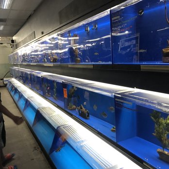 The Ocean Floor - Tons of beautiful Fish - Pet Stores Near Me - Phoenix, Arizona