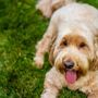 Photo of A Better Approach Dog Training