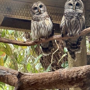 Flamingo Gardens - Beautiful owls - Botanical Gardens Near Me - Davie, Florida