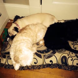 Theresa Hart Massage Therapist - Office dogs