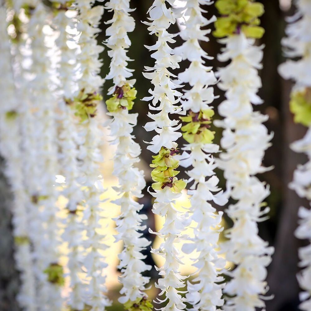 Isle Flowers - Bulk orchids ordered+Lei making Friday= ceremony backdrop - Florists Near Me Isle Flowers - Bulk orchids ordered+Lei making Friday= ceremony backdrop - Florists Near Me