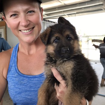 Nadelhaus German Shepherds - Happy puppy buyer - Pet Breeders Near Me - Corning, California Nadelhaus German Shepherds - Happy puppy buyer - Pet Breeders Near Me - Corning, California