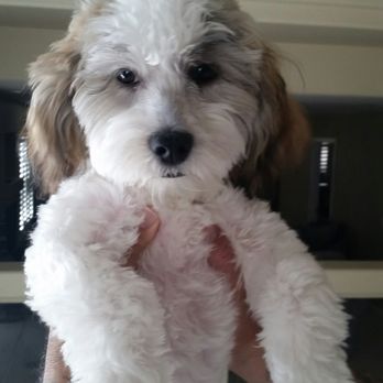 Barb's Precious Pups - Fluffy - Pet Breeders Near Me - Las Vegas, Nevada Barb's Precious Pups - Fluffy - Pet Breeders Near Me - Las Vegas, Nevada