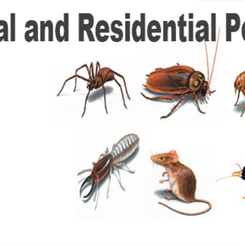 Richard J Sica Pest Control - Commercial and Residential Pest Control - Pest Control Near Me - Mount Vernon, New York Richard J Sica Pest Control - Commercial and Residential Pest Control - Pest Control Near Me - Mount Vernon, New York