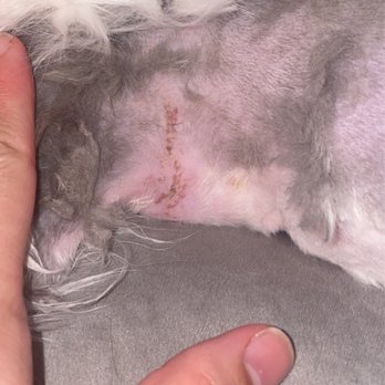 Fox River Animal Wellness Center LLC - One cut - Veterinarians Near Me - Elgin, Illinois Fox River Animal Wellness Center LLC - One cut - Veterinarians Near Me - Elgin, Illinois