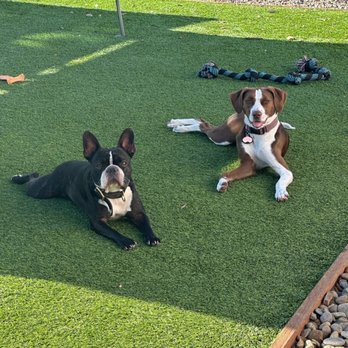 Precious Pet Care - Pet Sitting Near Me - San Diego, California