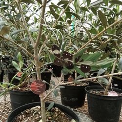 Christians' Renolda Greenhouse