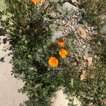 Arlington Garden in Pasadena - March 31, 2021 - Botanical Gardens Near Me - Pasadena, California Arlington Garden in Pasadena - March 31, 2021 - Botanical Gardens Near Me - Pasadena, California