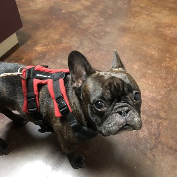 Veterinary Specialty Hospital - Sorrento Valley - Veterinarians Near Me - Valley, California Veterinary Specialty Hospital - Sorrento Valley - Veterinarians Near Me - Valley, California