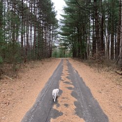 Winamac Fish & Wildlife Area - Tall pines flank the road leading to the archery range. The trees offer protection from blustery winds.