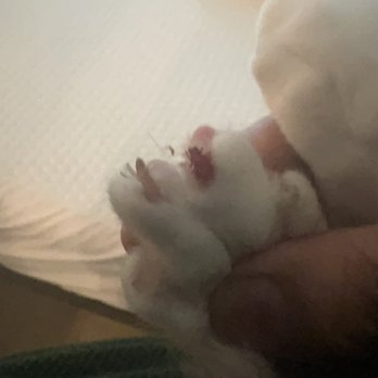 Outlet Mobile Pet Grooming - More blood nails. - Pet Groomers Near Me
