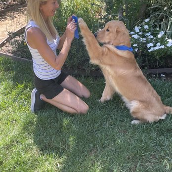 The K9 Mentor - Wilson with his Ribbon and one of his tricks! - Pet Training Near Me The K9 Mentor - Wilson with his Ribbon and one of his tricks! - Pet Training Near Me