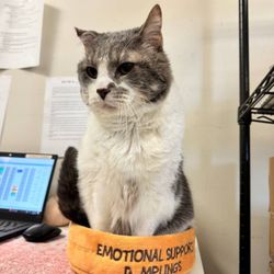 Animal Talk Medical Center