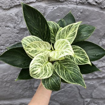 Jungle Babes - Nurseries & Gardening Near Me