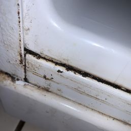 Black mold Black mold