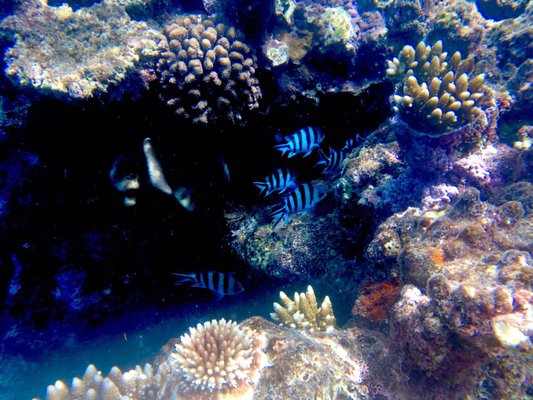 Passions of Paradise - Great Barrier Reef Tours Cairns by null