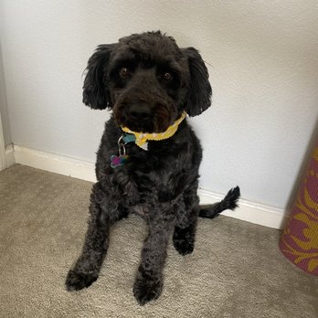 Agape Dog Grooming - Scruffy feeling himself the day after a haircut - Pet Groomers Near Me - Moreno Valley, California Agape Dog Grooming - Scruffy feeling himself the day after a haircut - Pet Groomers Near Me - Moreno Valley, California