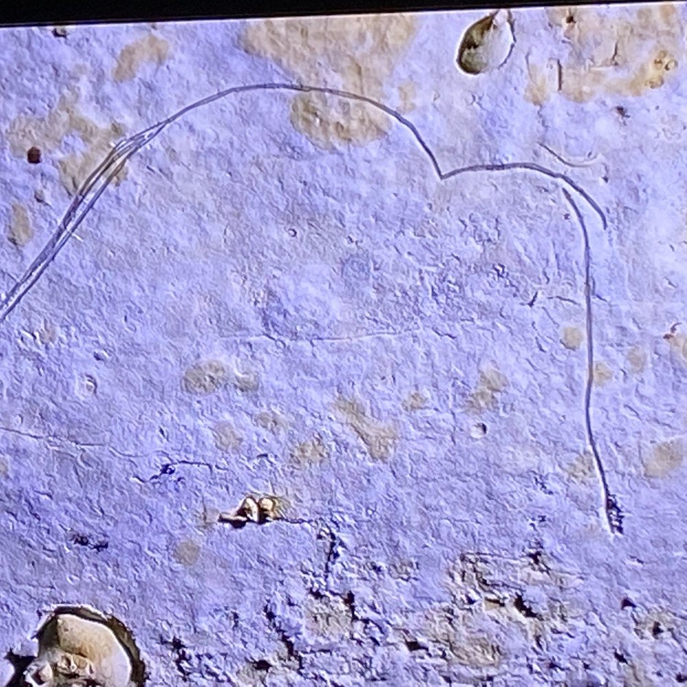 Grotte de Rouffignac - Tours Near Me - Rouffignac Saint Cernin De Reilhac, 24 Grotte de Rouffignac - Tours Near Me - Rouffignac Saint Cernin De Reilhac, 24