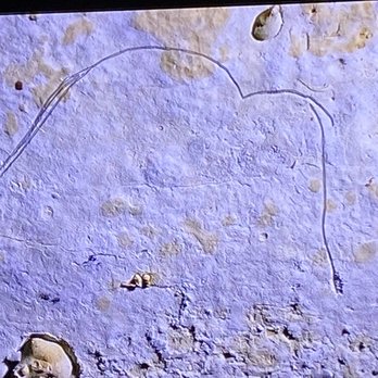 Grotte de Rouffignac - Tours Near Me - Rouffignac Saint Cernin De Reilhac, 24