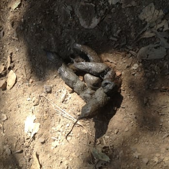 Hidden Canyon Park - Mountain lion scat - Parks Near Me - Belmont, California Hidden Canyon Park - Mountain lion scat - Parks Near Me - Belmont, California