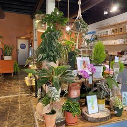 Urban Roots BTX