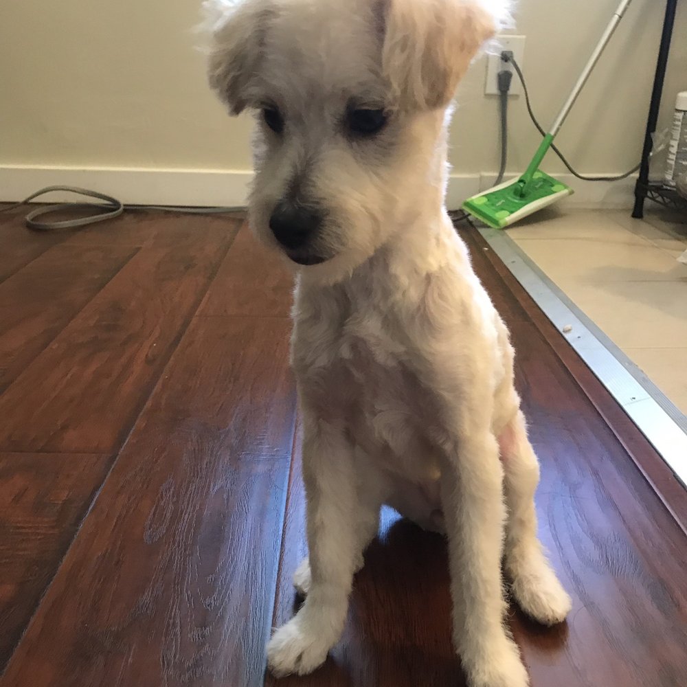 Pet Cuts - Uneven cut - Pet Groomers Near Me - North Hills, California Pet Cuts - Uneven cut - Pet Groomers Near Me - North Hills, California