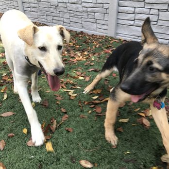 Pittsburgh Paws Pet Resort - Pet Boarding Near Me - Natrona Heights, Pennsylvania