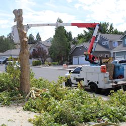 Eagle Tree Service
