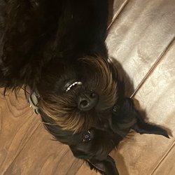 Sittin Pretty Pet Salon