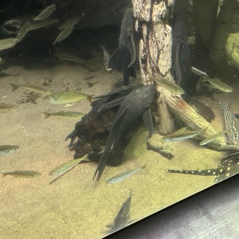 Shedd Aquarium - Aquariums Near Me - Chicago, Illinois Shedd Aquarium - Aquariums Near Me - Chicago, Illinois