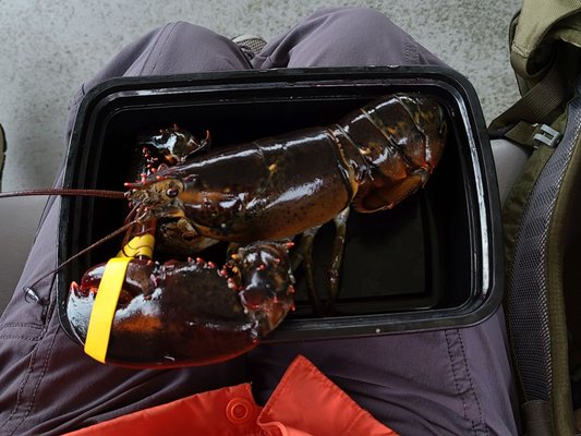 Lulu Lobster Boat Ride by null