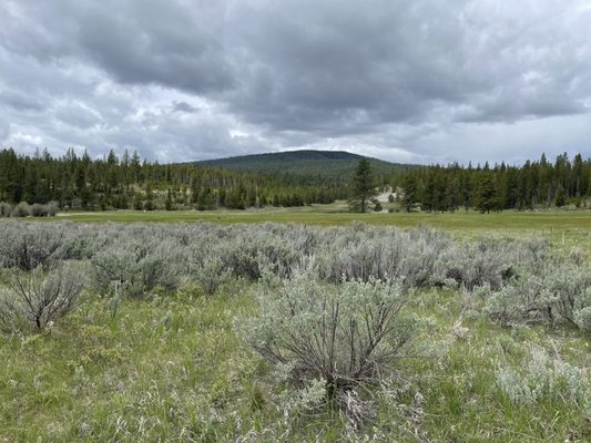 Paws Up Montana by null