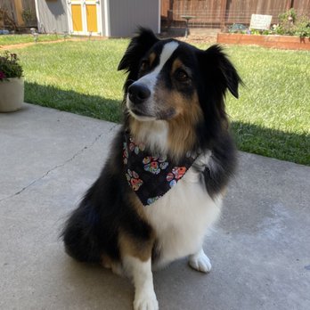 The Animal Den - Lilly for just a trim. - Pet Groomers Near Me - Sacramento, California The Animal Den - Lilly for just a trim. - Pet Groomers Near Me - Sacramento, California
