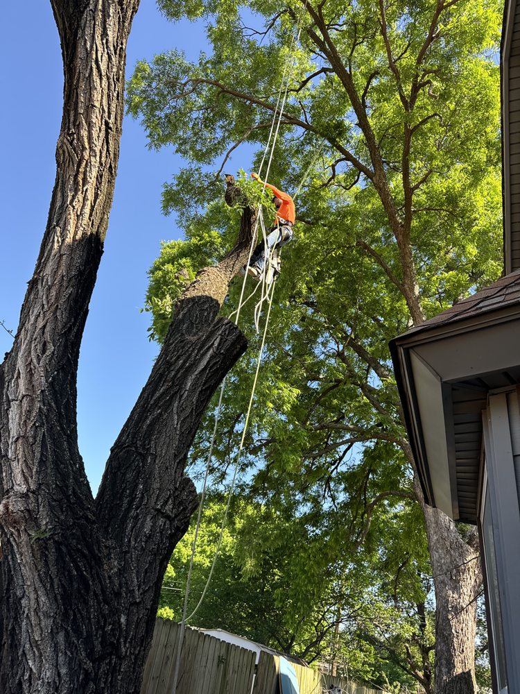 Galarza stump grinding - tree service in Tulsa, OK