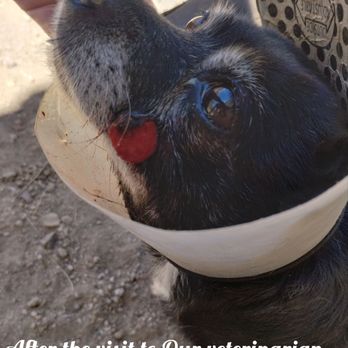 AV Veterinary Center - 2 weeks after the visit to Our regular veterinarian. - Veterinarians Near Me - Lancaster, California AV Veterinary Center - 2 weeks after the visit to Our regular veterinarian. - Veterinarians Near Me - Lancaster, California