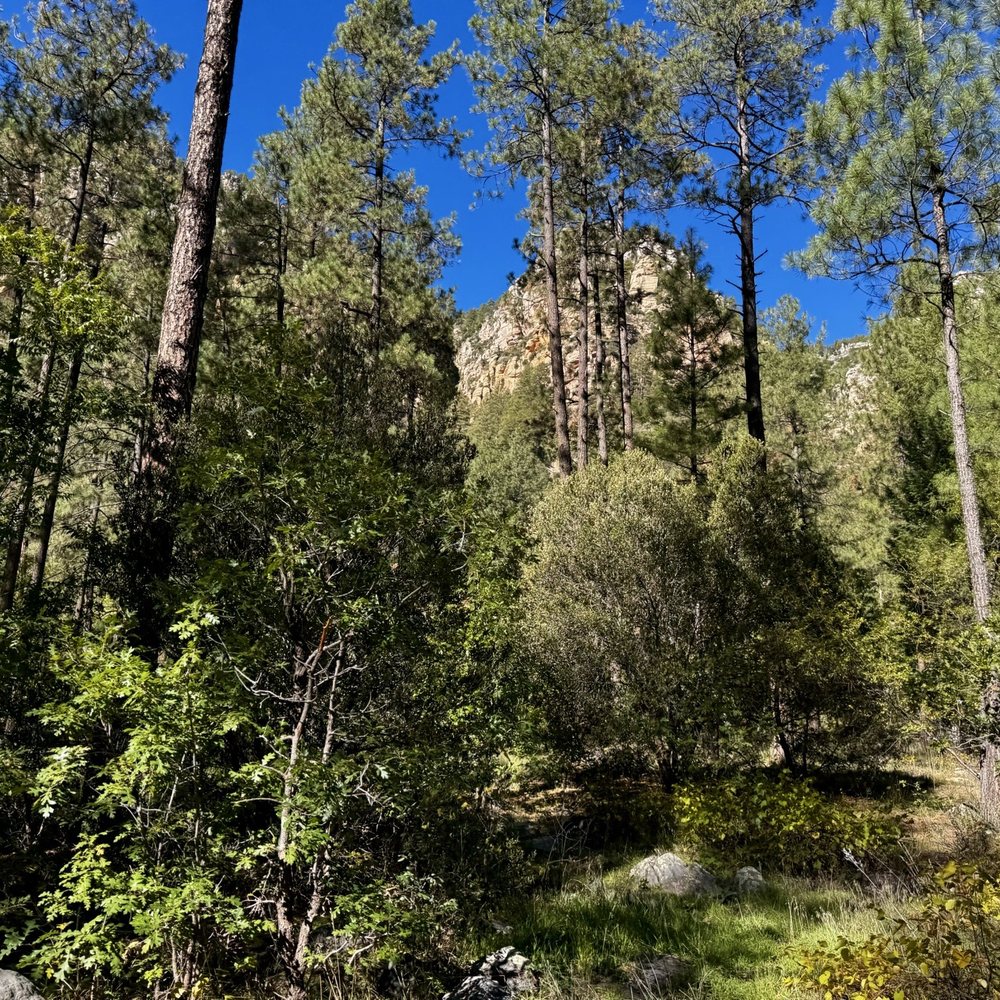 Coconino National Forest - Public Services & Government Near Me - Flagstaff, Arizona Coconino National Forest - Public Services & Government Near Me - Flagstaff, Arizona